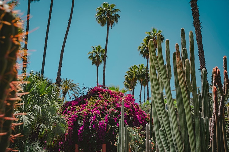 Cactus - Big Garden Cactus Garden