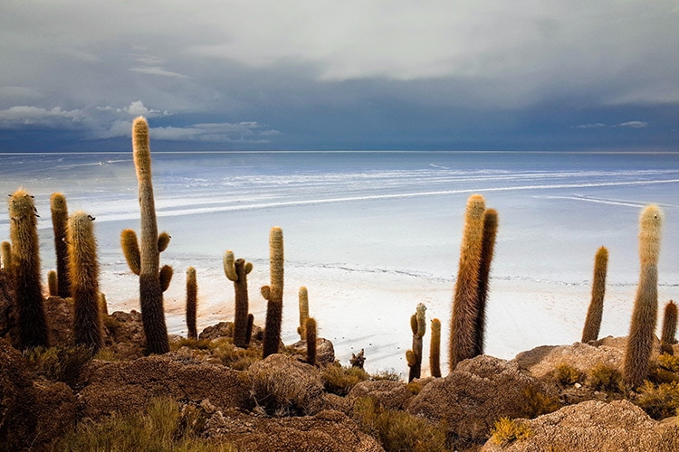 Desert Garden with beach in the back ground