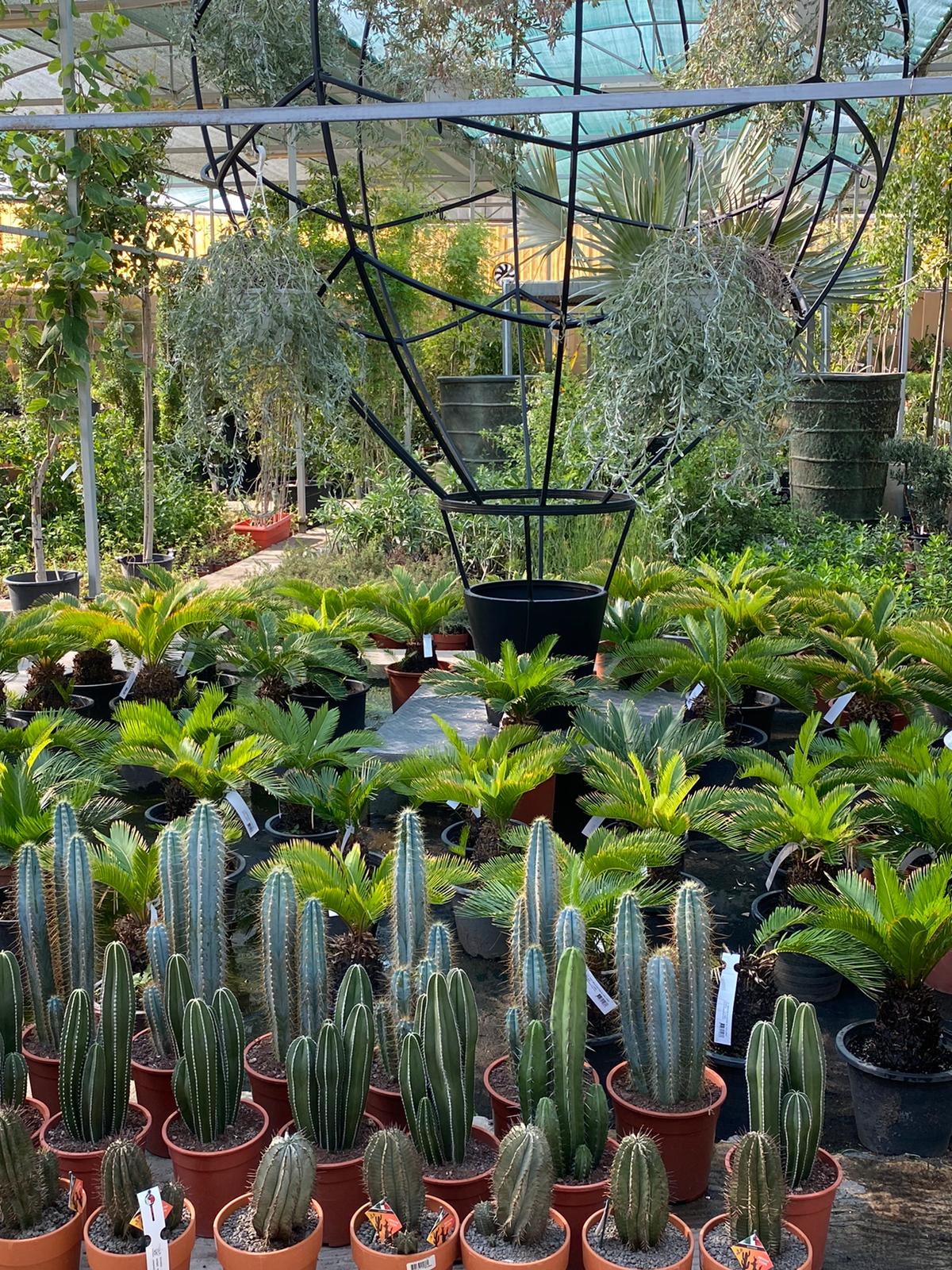 Plaza Hollandi Garden centre with cactus and cycas