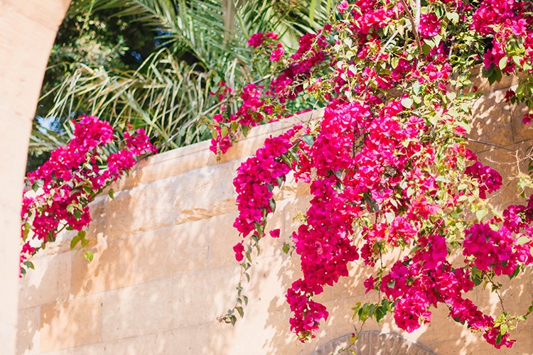 Bougainvillea Garden Plant Fragrant Plants