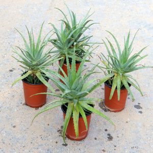 Aloe vera plants