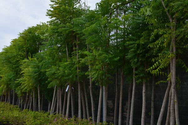 moringa trees