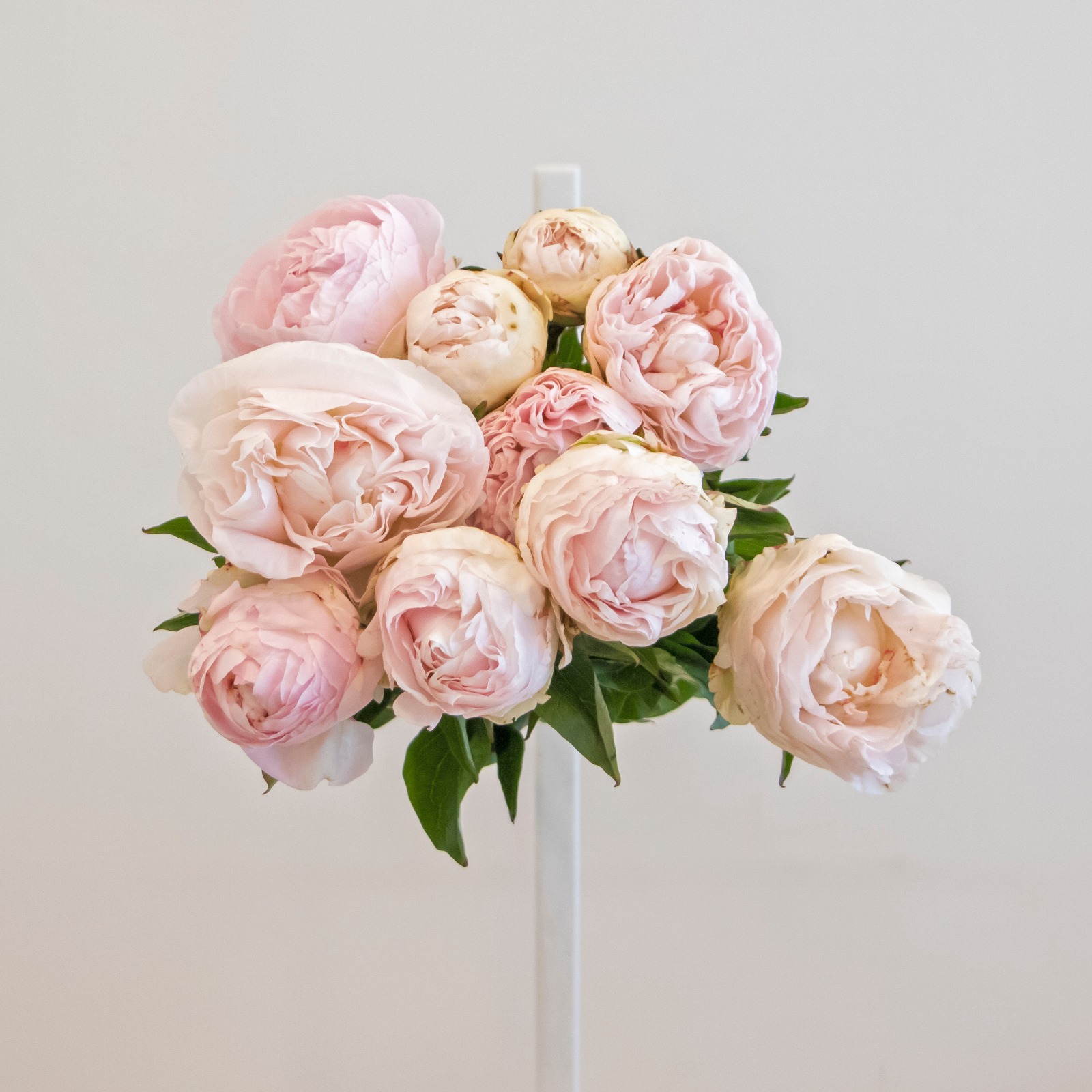 Light pink peonies cut flower