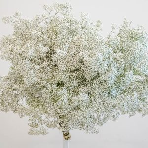 Gypsophelia