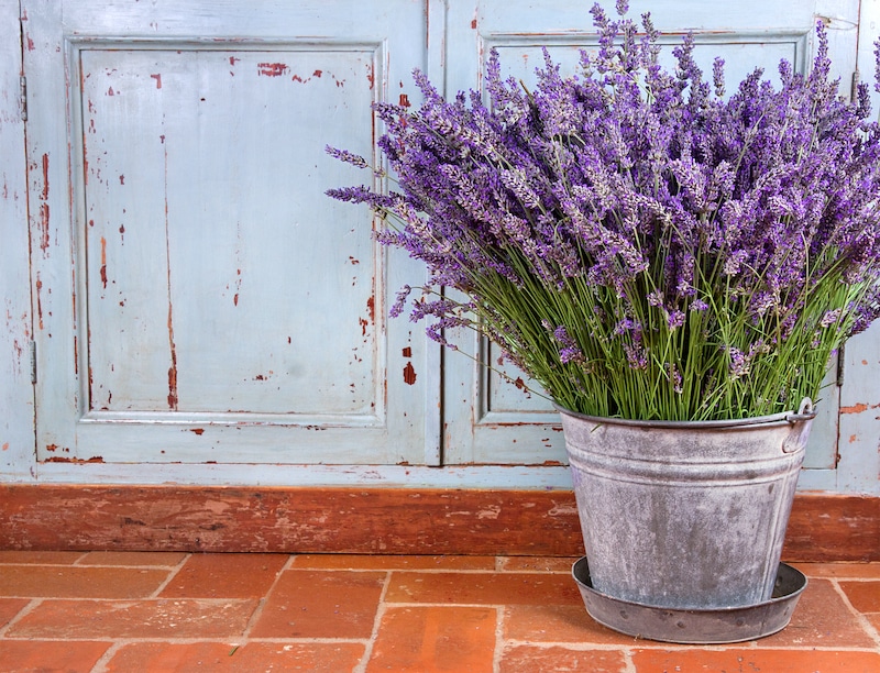 Pot of lavender outside