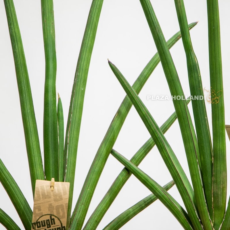 close up of Sansevieria