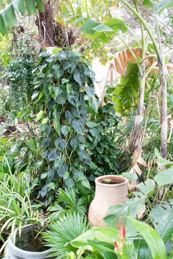 tropical garden in Qatar