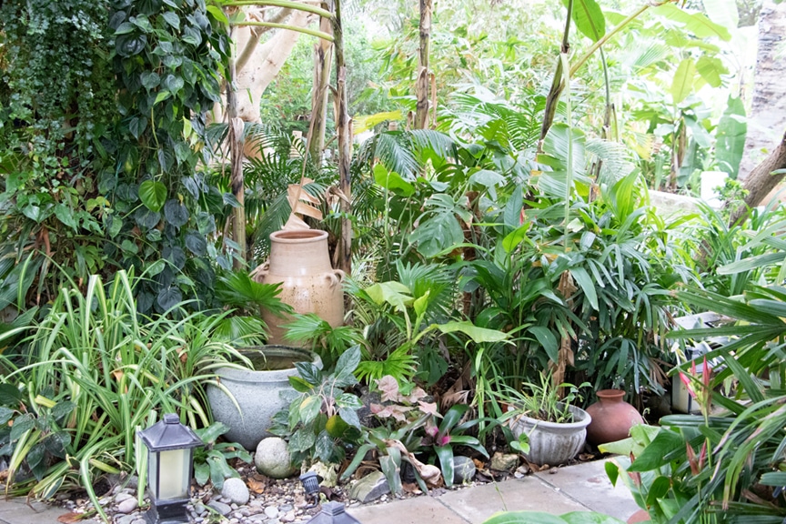 Tropical garden with monstera, dieffenbachia plants