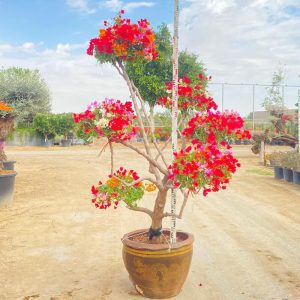 Bougainvillea Umbrella with red flowers