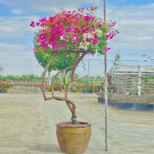 Large multi-coloured bougainvillea