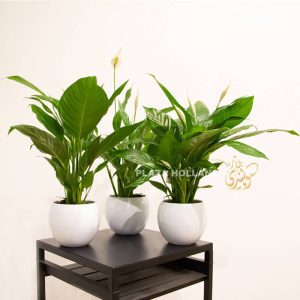 three Peach Lily plants in white posts