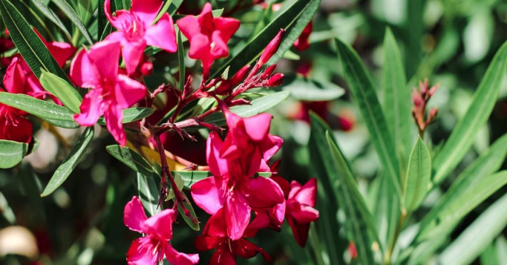 Oleander shrub banner