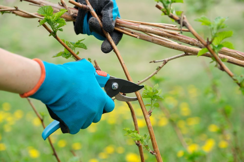 pruning a shrub