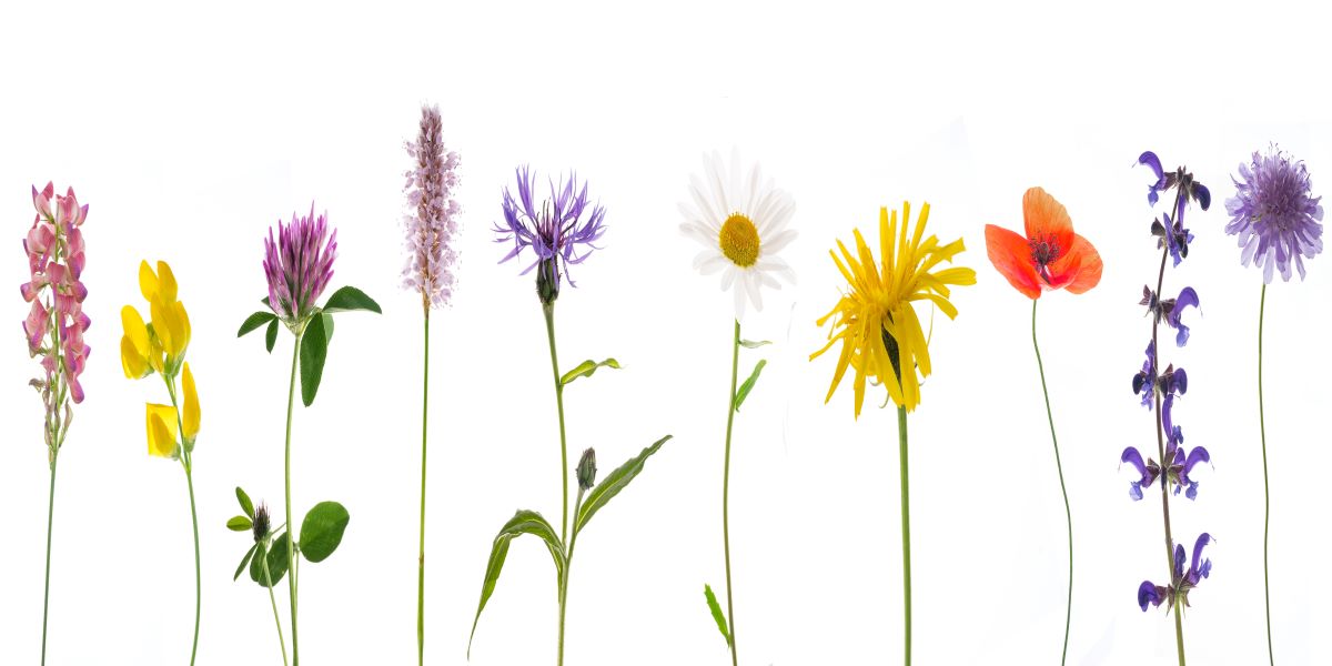 Language of flowers with flowers lined up