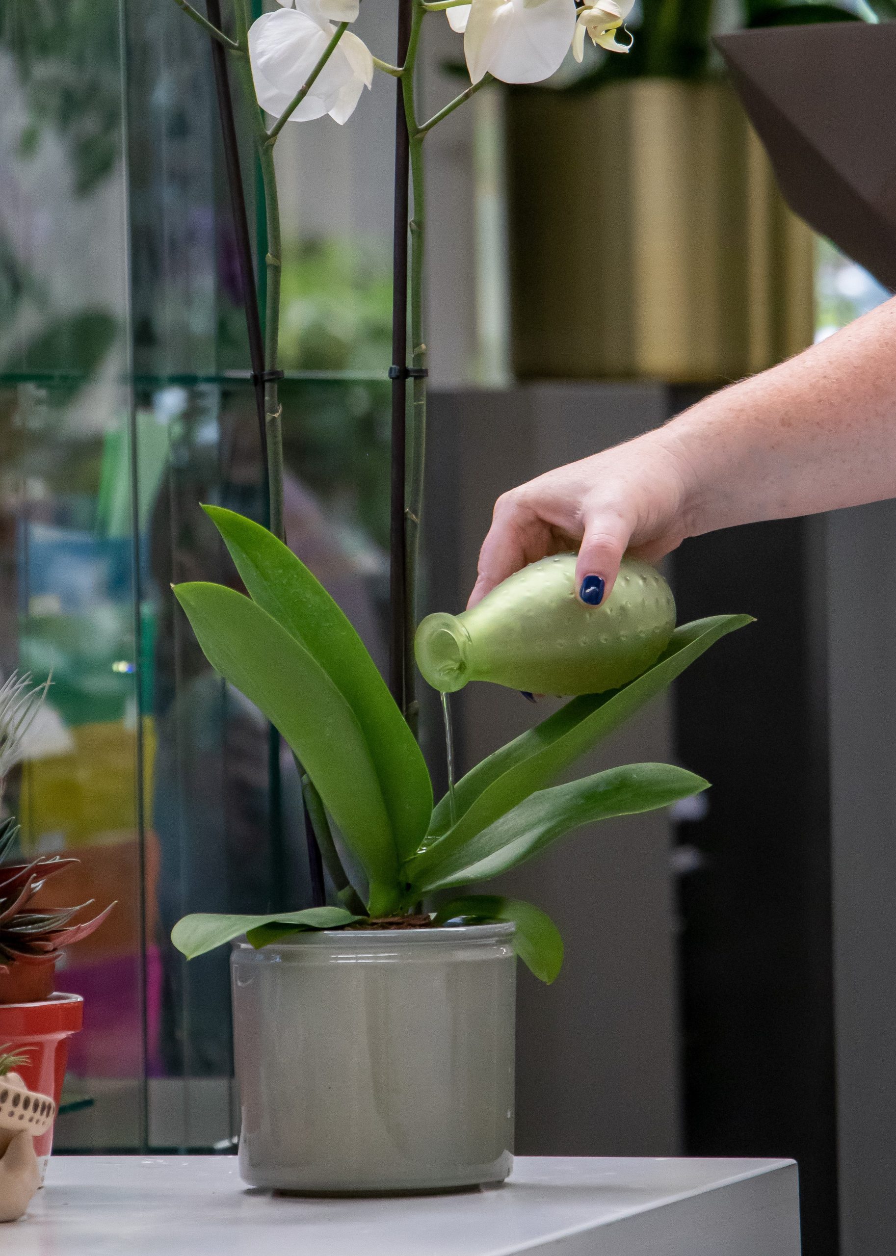 watering an orchid plant