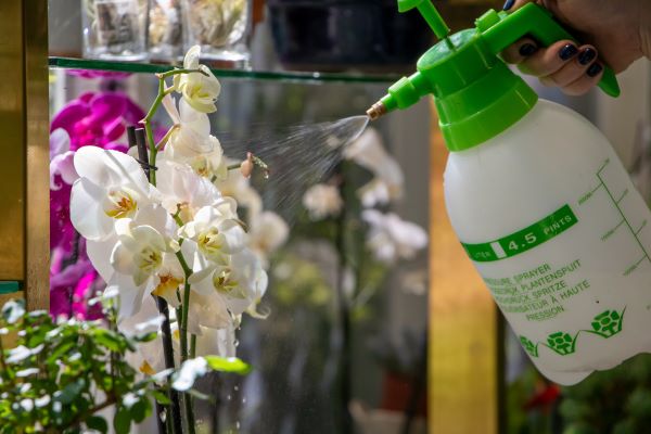 spraying a orchid plant