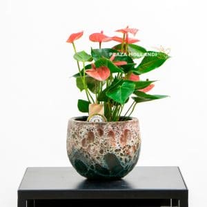 Anthurium in a pot