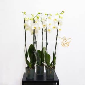 White phalaenopsis orchids