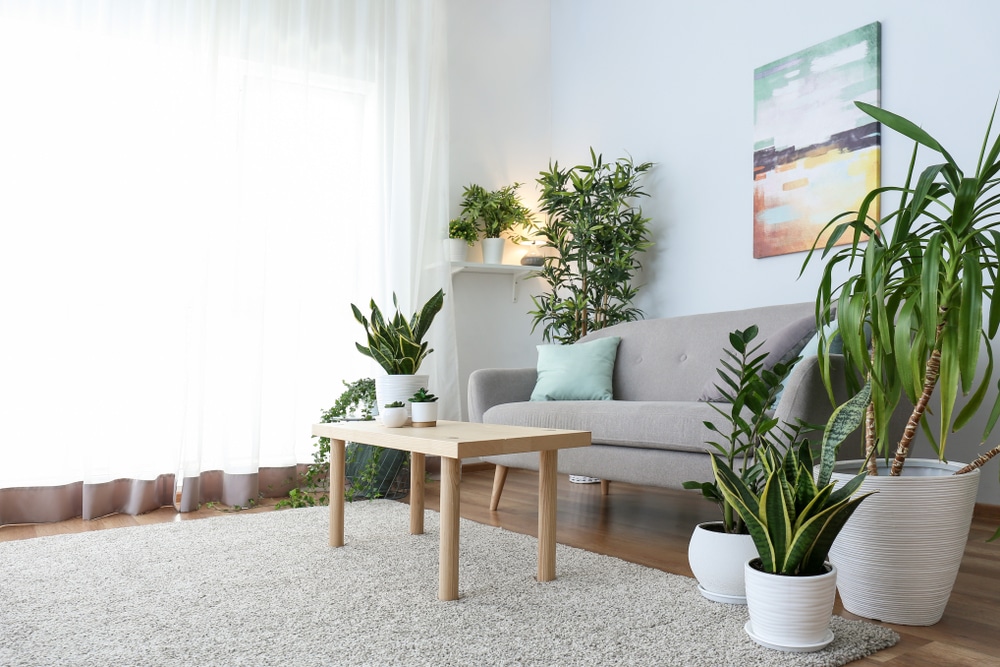 Houseplants inside a living room