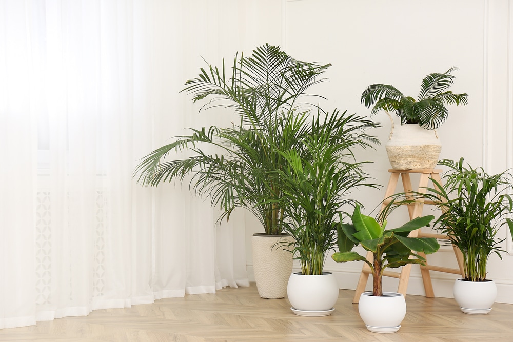 Indoor houseplants in pots