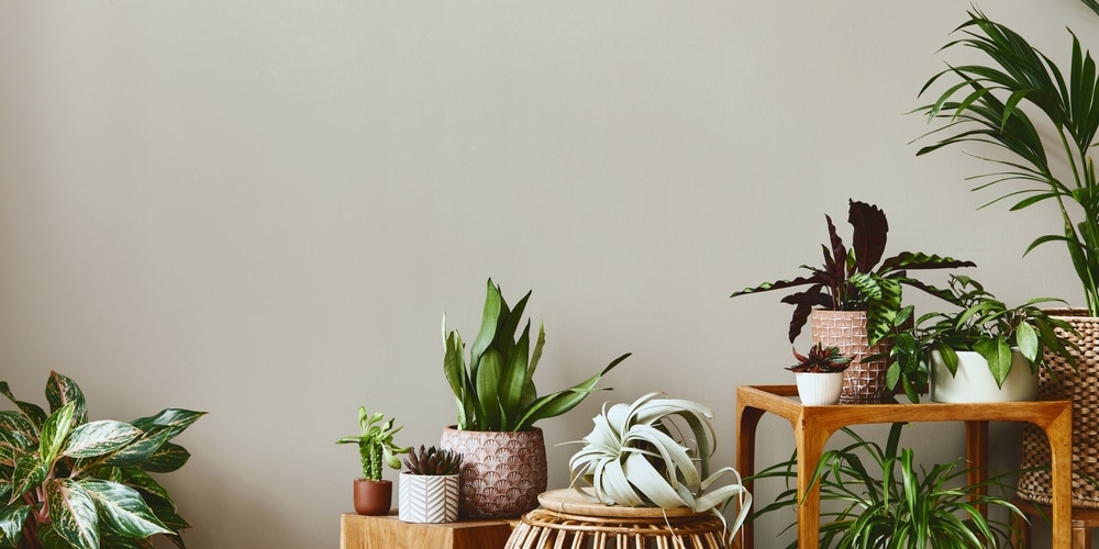 Indoor plants arranged in the house