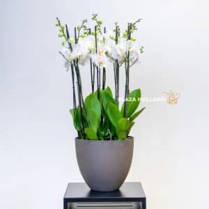 white Phalaenopsis in a pot