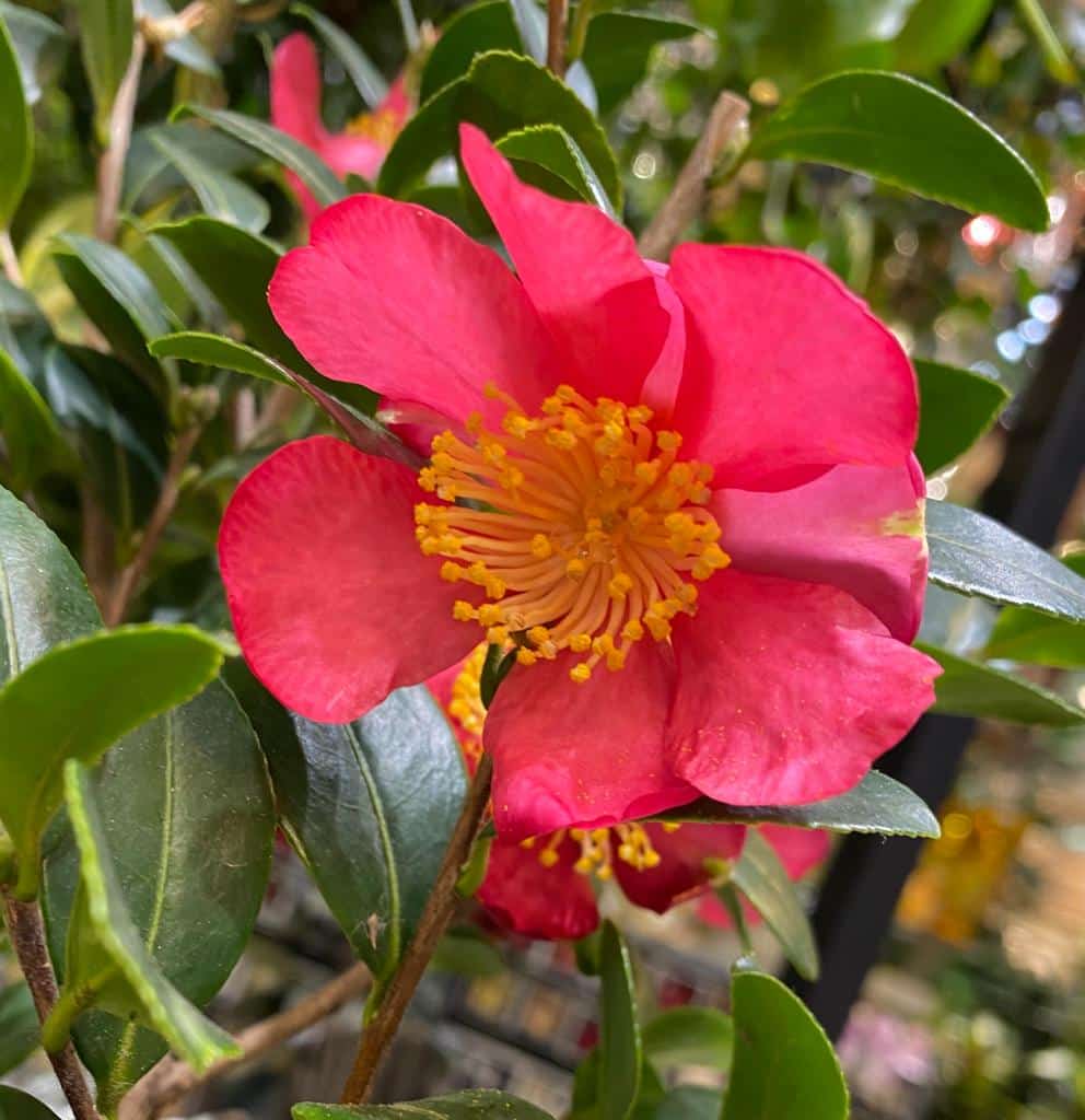 flowering plant