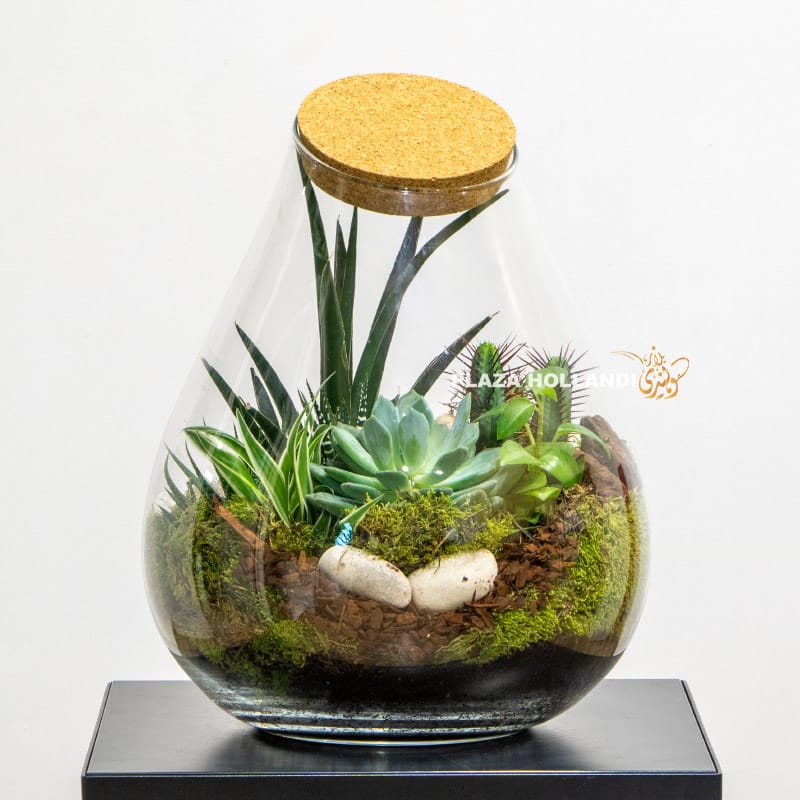 Succulent terrarium