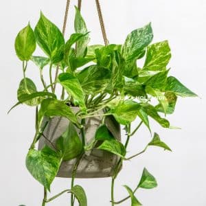 Hanging Pothos plant