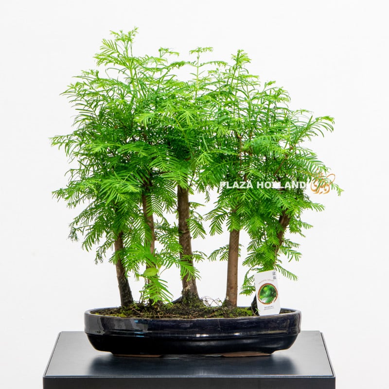 Metasequoia Bonsai tree