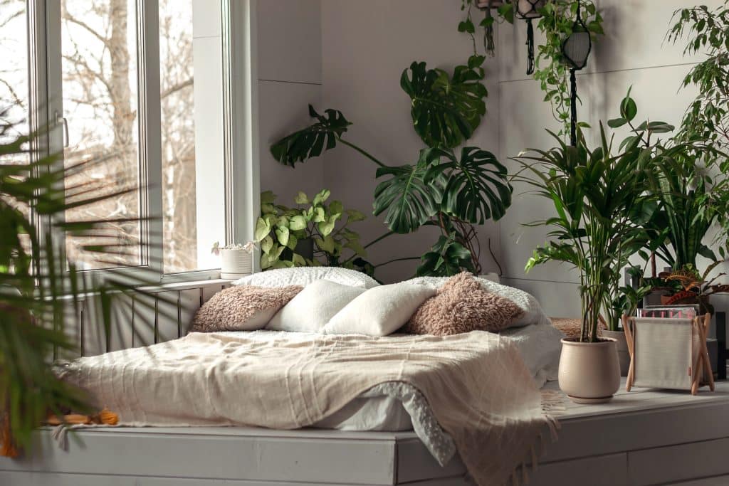 plants in your bedroom