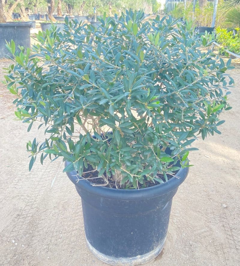 Olea Europea- Ball Shape