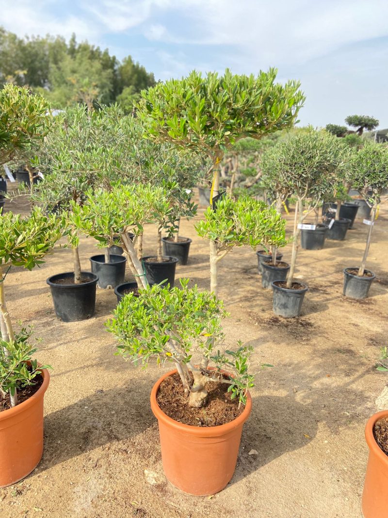 Olea Europaea Bonsai Multi Heads