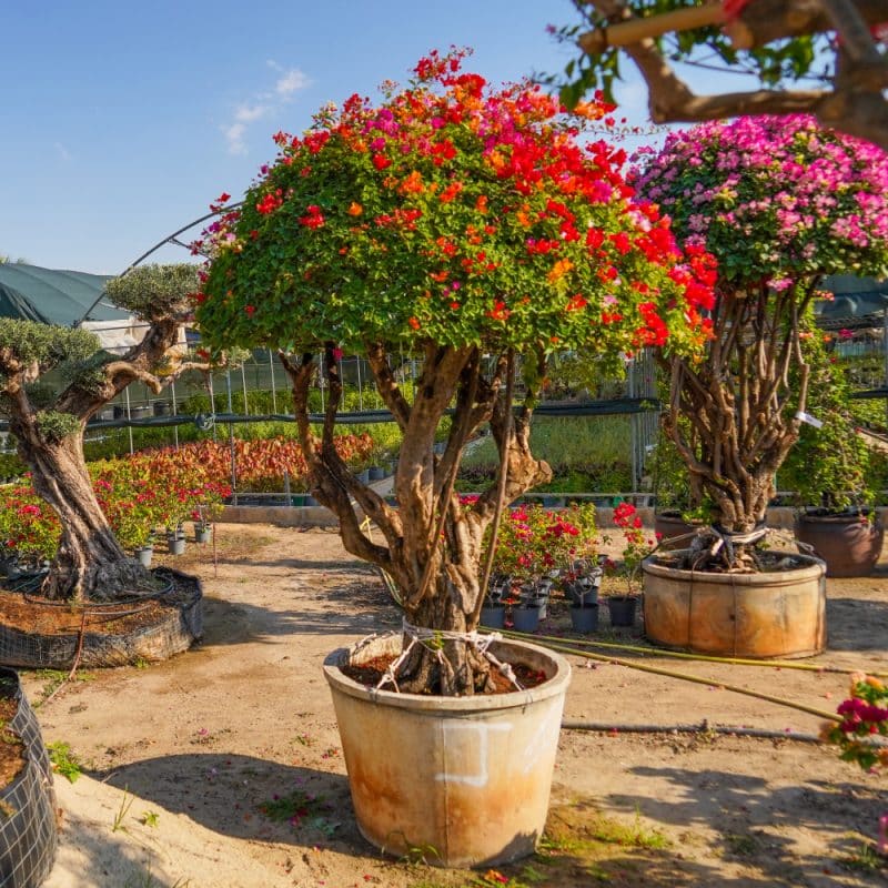 Bougainvillea Umbrella Shape