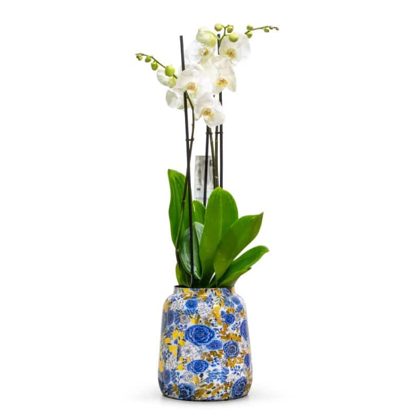 White Orchid in a Blue Designer Pot