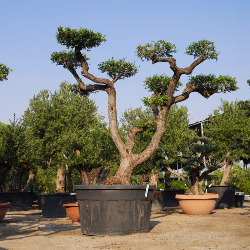 Olea Europaea Bonsai