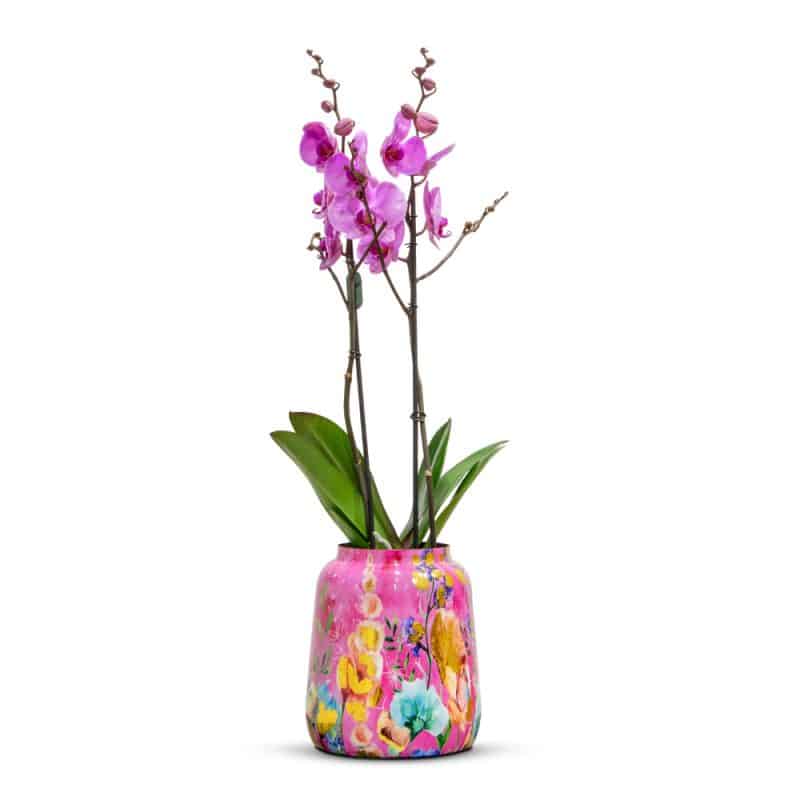 Pink Orchid in a Pink Designer Pot