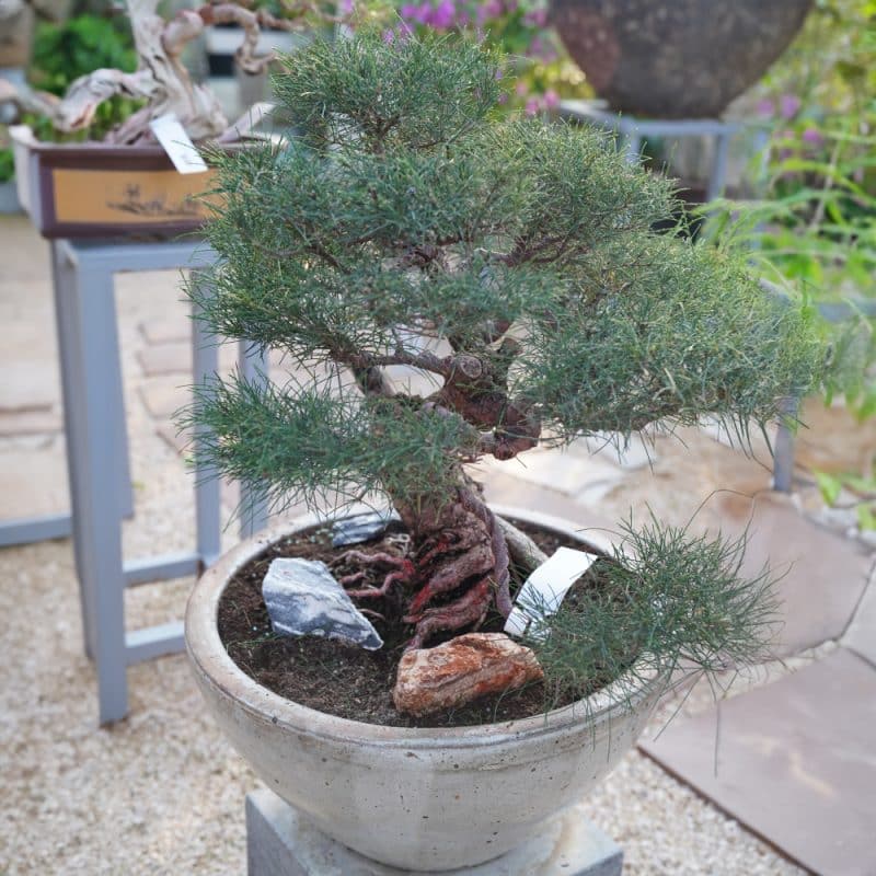 Casuarina Equisetifolia Bonsai