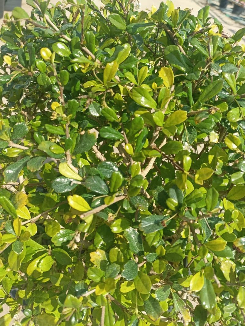 Ehretia Microphylla Ball Shape