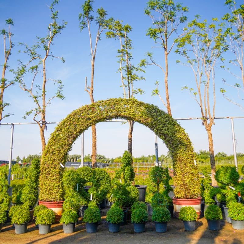 Bougainvillea Arch Shape