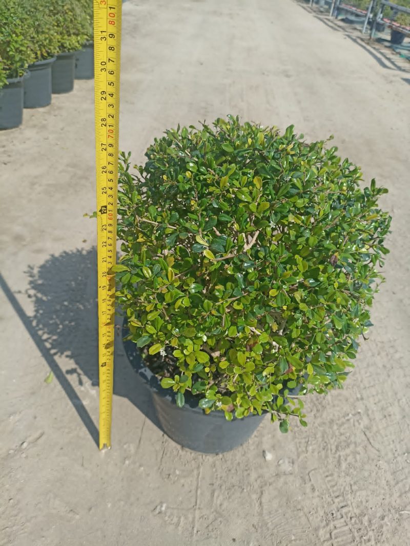 Ehretia Microphylla Ball Shape