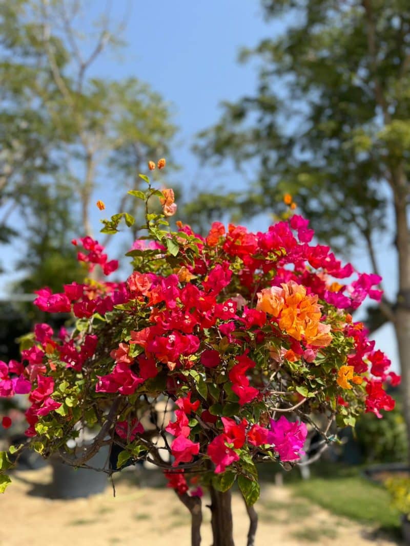 Bougainvillea Umbrella Shape