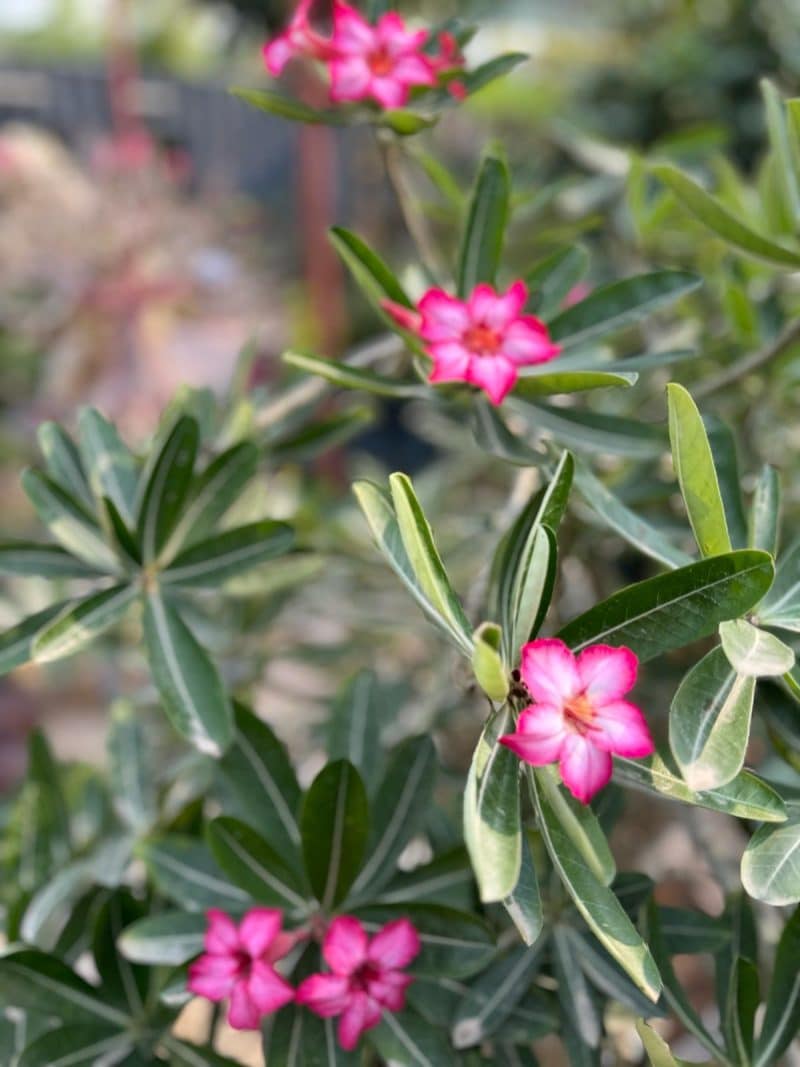 Adenium Obesum Bonsai