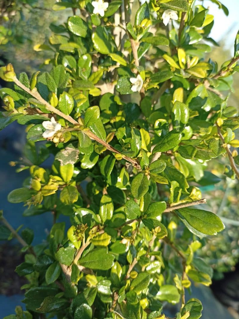 Ehretia Microphylla Cone Shape