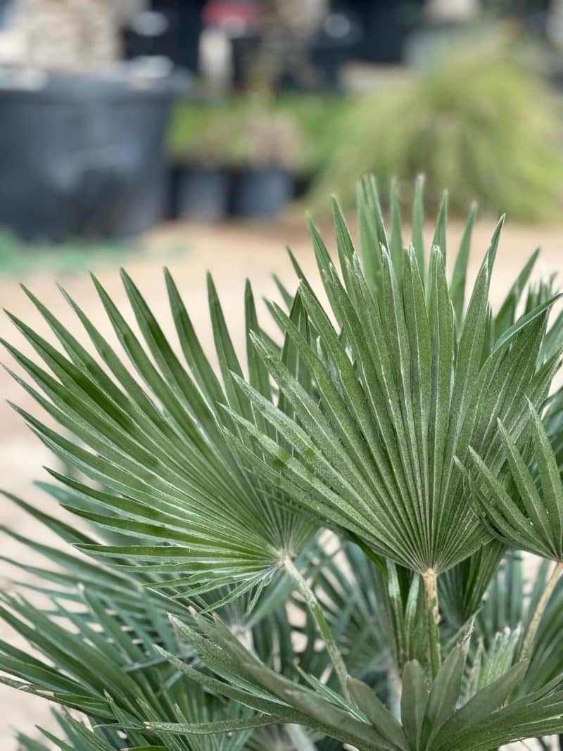 Chamaerops Humilis Compacta