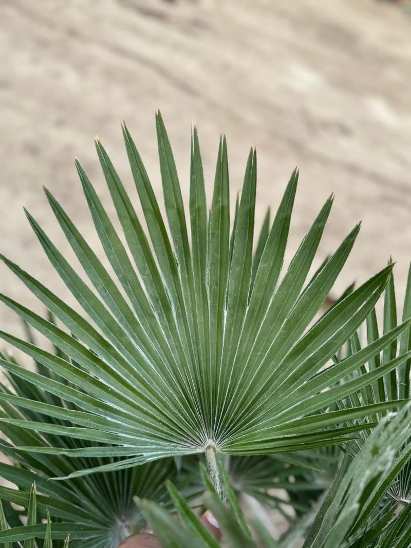 Chamaerops Humilis Compacta