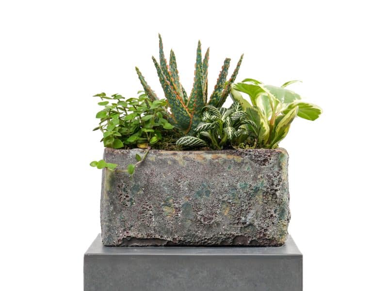 Verdant Quartet: Fittonia, Aloe Vera, Callisia, Peperomia Combination