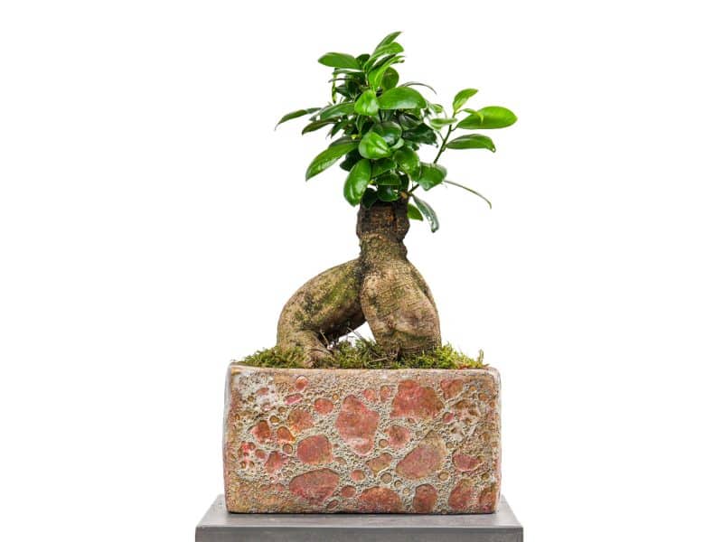 Bonsai Ficus