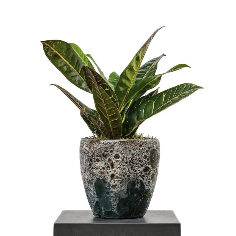 Codiaeum in a pot