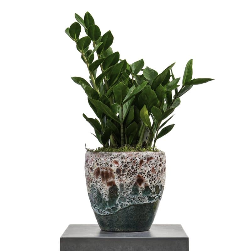 Zamioculcas in a pot